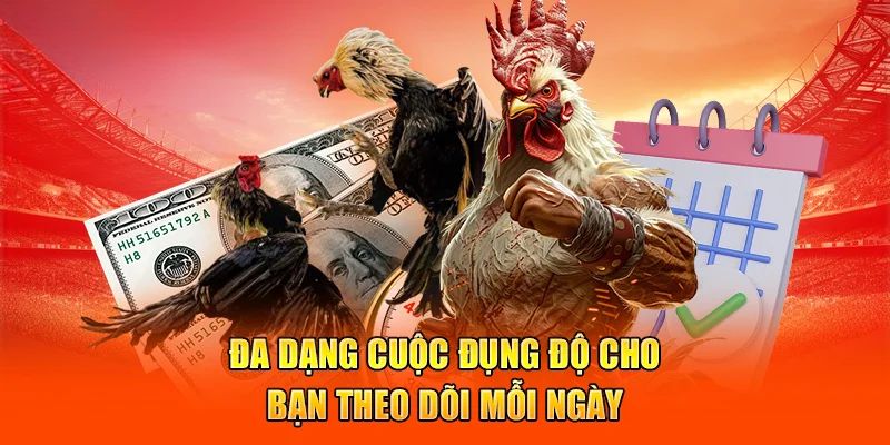 Chiến kê được chọn để thi đấu ngang tài ngang sức