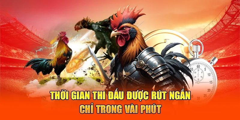 Trận đấu gà cựa dao thu hút người chơi bở sự kịch tính