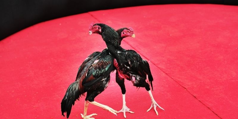 Bật mí những mẹo chơi đá gà tại sân chơi Rwin đỉnh cao