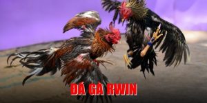 Đá Gà Rwin - Sân Chơi Đỉnh Cao, Thắng Lớn Cùng Đam Mê