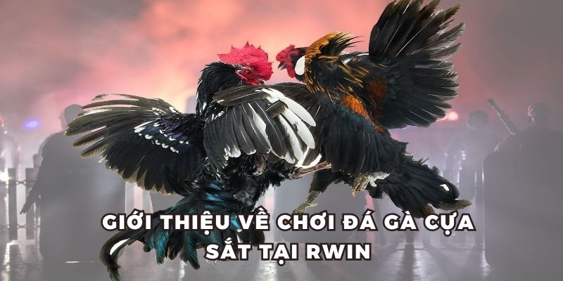 Giới thiệu về chơi đá gà cựa sắt tại sảnh cược RWIN