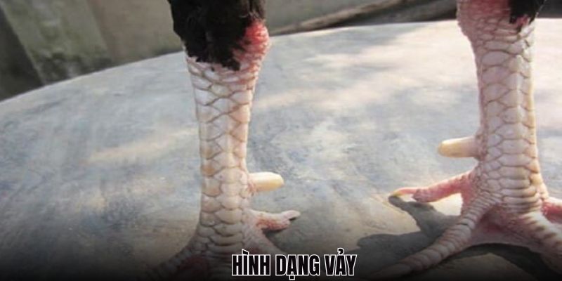 Hình dạng của vảy gà huyền trâm