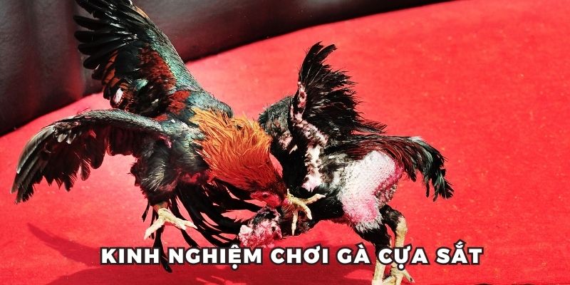 Kinh nghiệm chơi gà cựa sắt thắng lớn