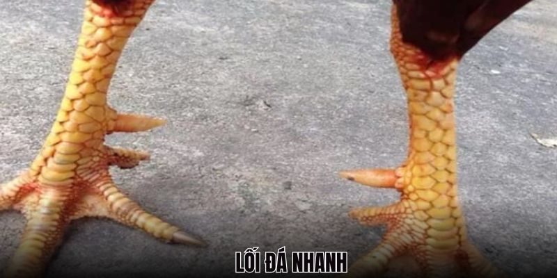 Chiến kê sở hữu vảy gà huyền trâm thường có lỗi đá nhanh