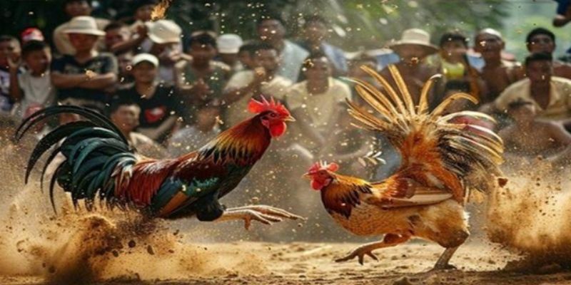 Một vài những câu hỏi thường gặp về loại vảy tam tài