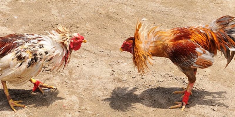 Những vảy gà tam tài phổ biến nhất tại hệ thống Rwin