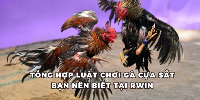 Tổng hợp luật chơi gà cựa sắt tại RWIN