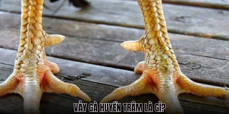 Những điều cần biết về vảy gà huyền trâm