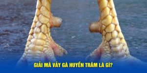 Vảy gà huyền trâm và những điều đặc biệt trong giới linh kê