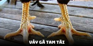 Điểm qua những nét cơ bản chính về vảy gà tam tài