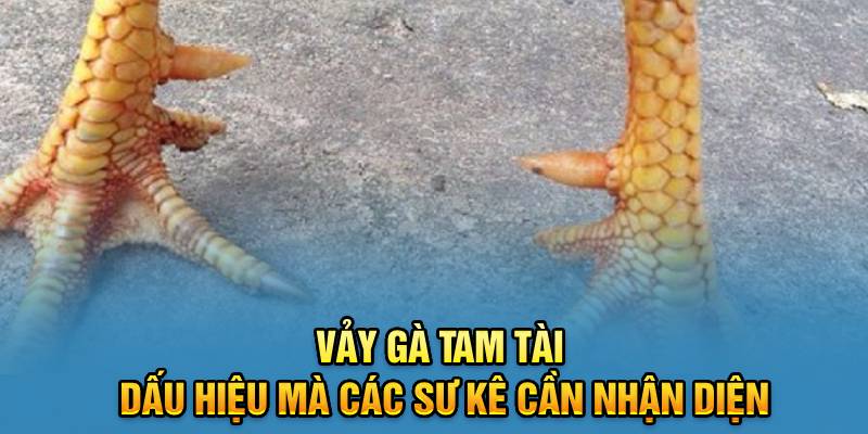 Dấu hiệu nhận biết những nét cơ bản chính về vảy gà tam tài